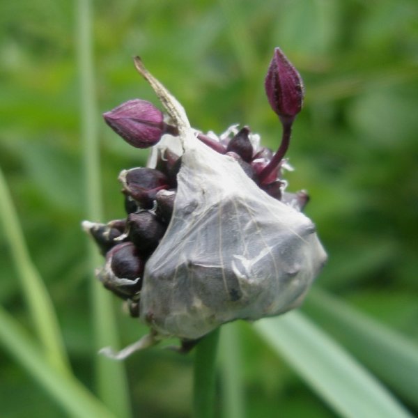   (. Allium scorodoprasum)   ,     .     -  ,  , -