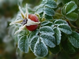 Способы защиты растений от заморозков