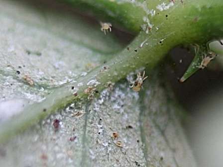 Что представляет собой паутинный клещ и какой вред он наносит растениям на даче?