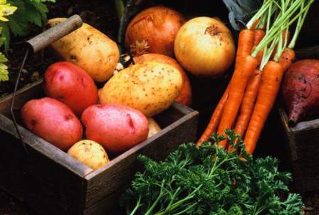 Изучаем условия хранения овощей разных видов: капуста, морковь, картофель и прочие
