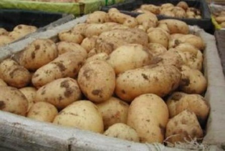 Как сохранить урожай картофеля в кладовке или погребе дачи?