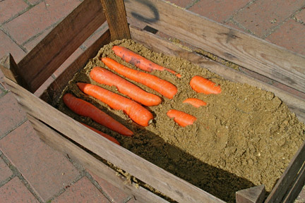 Как сохранить морковь свежей в погребе или кладовой?