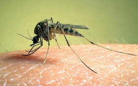Избавиться от комаров навсегда просто невозможно, но вот сократить их количество около себя, неприятные звуки и укусы - реально