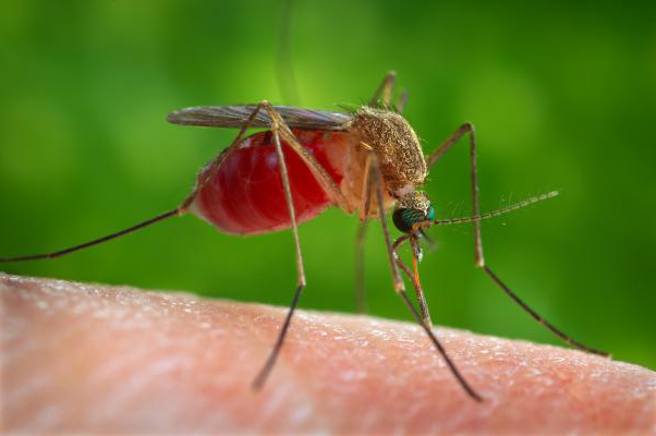 Избавиться от комаров полностью можно только в закрытом помещении, в которое для насекомых ограничен доступ