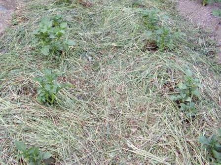 Трава на огороде используется в виде мульчи и подкормок