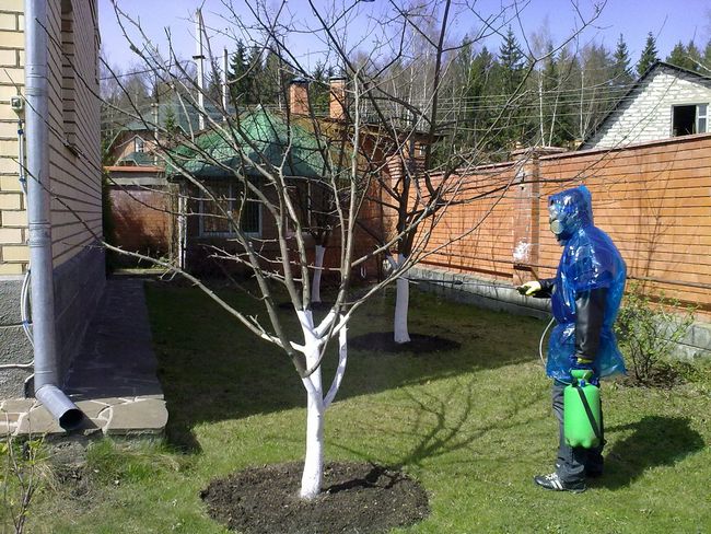 Опрыскивание деревьев весной можно проводить с применением готовых химических препаратов или используя бактерицидные свойства других растений