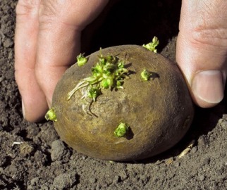 Подготовка картофеля к посадке - важный агротехнический процесс