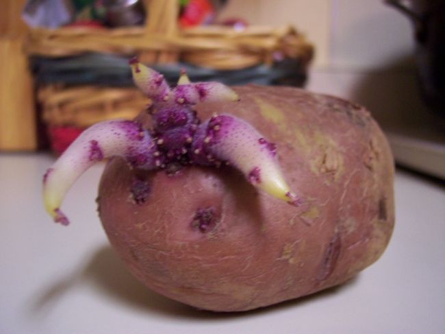 Качественно подготовленный картофель, проращивание которого происходило с помощью горшочков