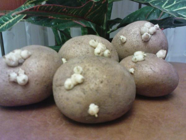 Один из способов основной подготовки картофеля к высадки - провяливание