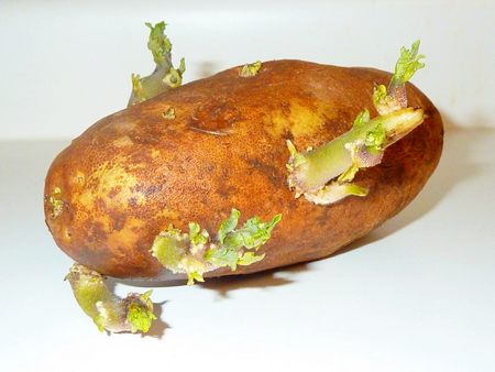 Неподготовленные клубни картофеля прорастают в течении 10-14 дней, показывают ростки на поверхности грядки еще через 12-20 дней