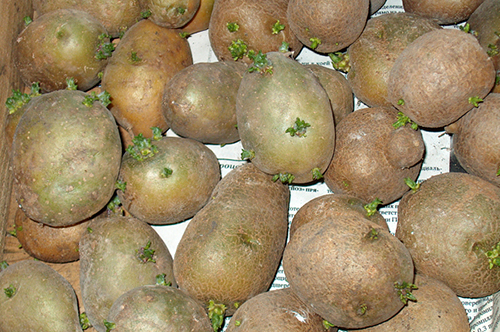 Благодаря простым и незатейливым мерам, урожай картофеля можно значительно умножить