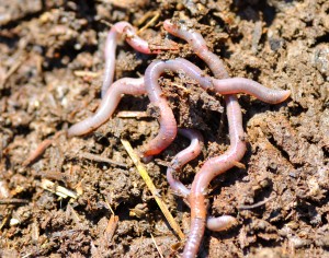 Наличие червей в грунте говорит о хорошем состоянии почвы