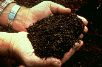 Удобрение почвы является важным требованием агротехники любого растения