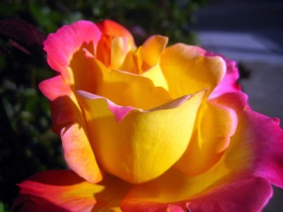 Самые Розы Мира Фото