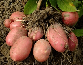 Способов выращивания картофеля много, какой выбрать - решать вам