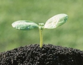 Плодородие почвы - основной фактор, влияющий на рост и развитие растений