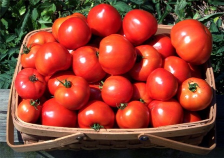 выращивание помидоров - теплица, гидропоника, парник