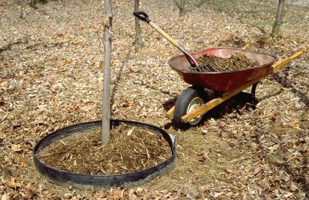 Удобрение деревьев куриным пометом и последующее мульчирование для сохранения свойств почвы