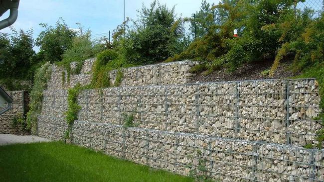 Высадка растений в габионах для создания мощной живой стены на даче