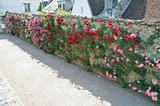 Каменный забор и розы - оригинально и очень нестандартно!