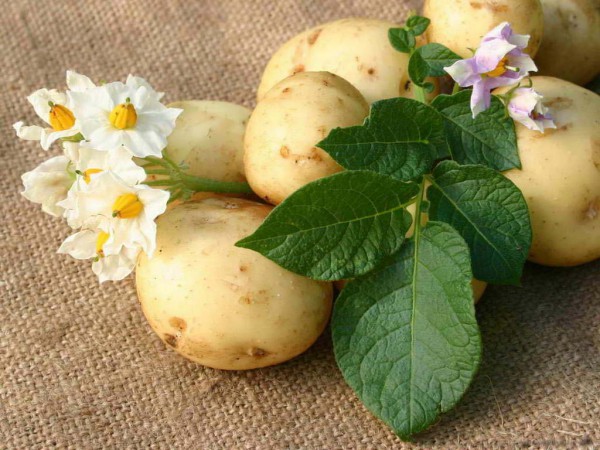 Урожайность кустов, выращенных из картофельных семян, превышает на 8-23% урожайность кустов из клубней